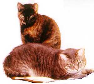 Portia (Tortise shell DSH) and Rosalind (Tabby DSH)